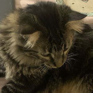 Meet your Posher, Rokaya